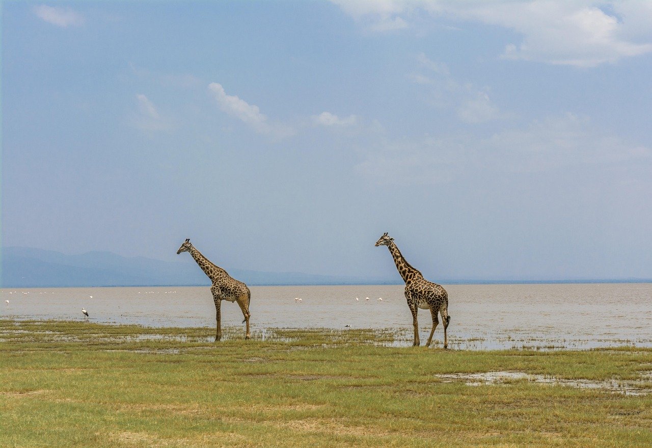 giraffe, safari, africa, animal, wildlife, mammal, nature, neck, wilderness, african, tanzania, manyara, lake, manyara, manyara, manyara, manyara, manyara